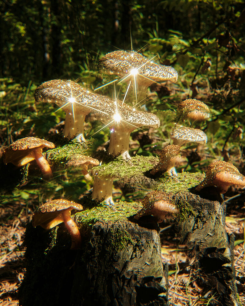 Moosbedeckter Waldboden mit Farnen; Sonnenstrahlen fallen durch die Bäume und beleuchten einzelne Pilze.