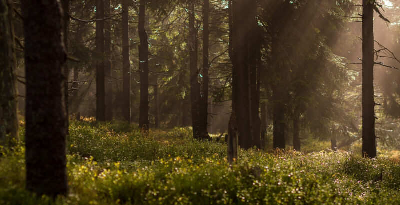 Panoramabild von Waldstämmen; Sonnenstrahlen brechen durch den Morgennebel und erhellen den Boden.