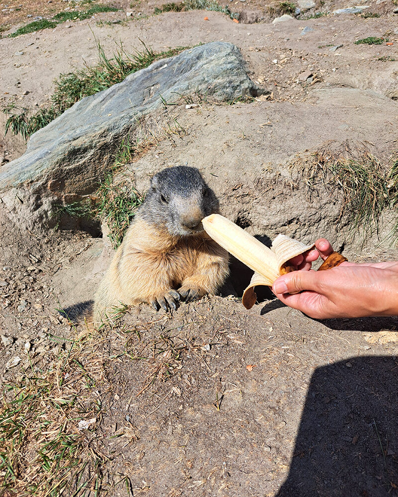 Murmeltier wird mit einer Banane gefüttert.