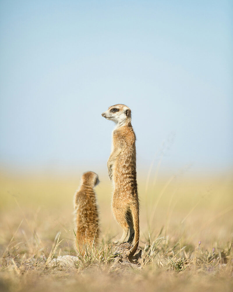 Zwei Erdmännchen kommunizieren aufmerksam in der Savanne – Sinnbild für Achtsamkeit und Dialog.
