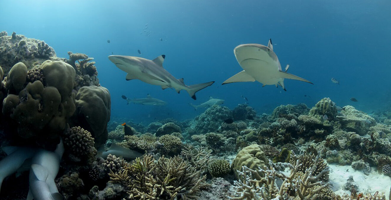 Unterwasseraufnahme mit Haien.
