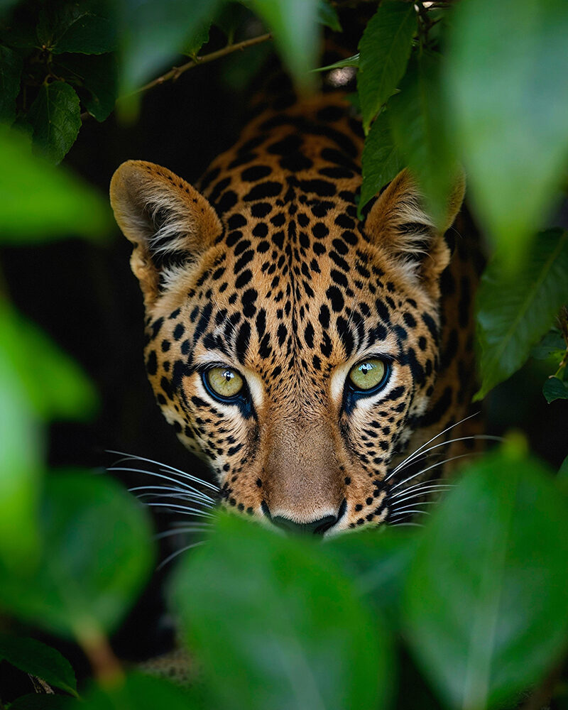 Nahaufnahme einer gefleckten Wildkatze, die aus dem dichten Blattwerk heraus in die Kamera blickt.“