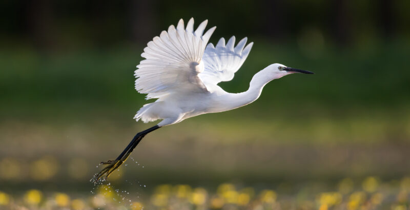 Weißer Vogel mit ausgebreiteten Flügeln, der knapp über einer grünen Wiesenfläche gleitet.