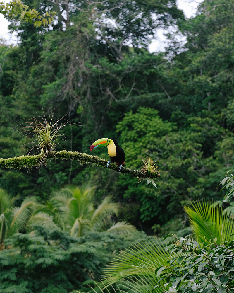 Schwarzer Vogel mit gelber Brust und grün-rotem Schnabel sitzt auf einem Ast im Dschungel.