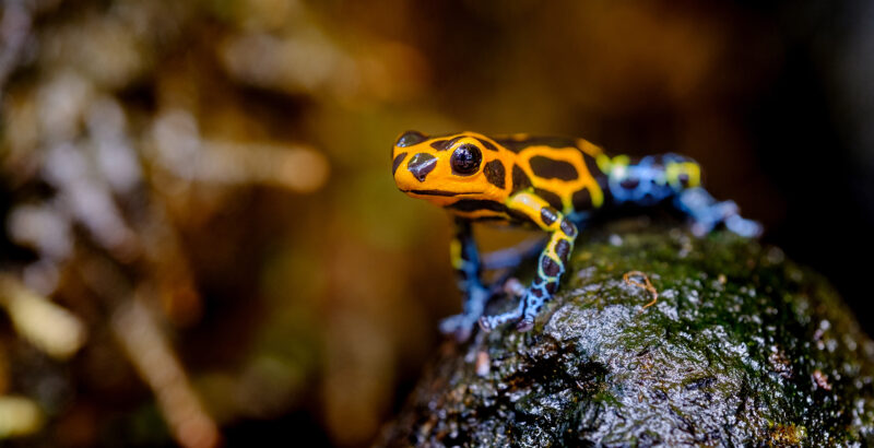 Nahaufnahme eines leuchtend gelben Frosches mit schwarzen Punkten auf einem feuchten Ast im Regenwald.