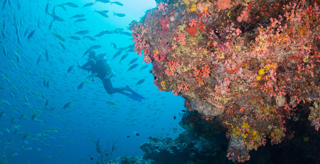 Taucher in einem Korallenriff.