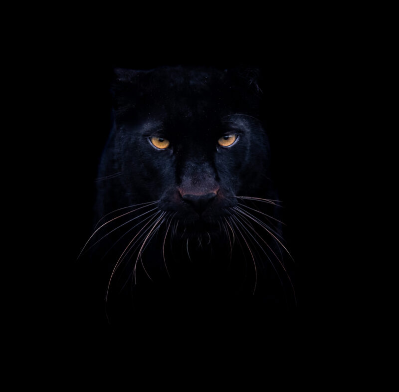 Schwarze Raubkatze mit leuchtend orangefarbenen Augen verschwindet im schwarzen Hintergrund.