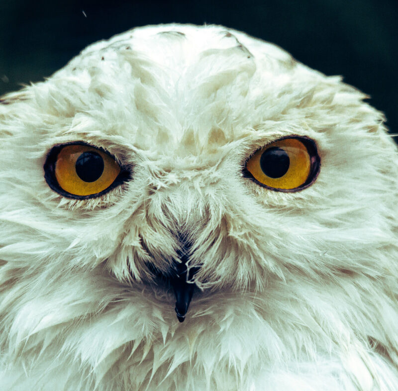 Nahaufnahme eines Eulengesichts mit intensiv blickenden Augen und hellem Federkleid.