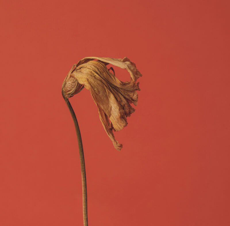 Vertrocknete Pflanze mit dünnem Stiel vor einfarbig rotem Hintergrund.