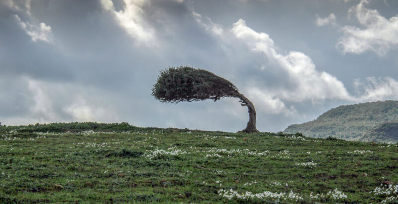 Weite grüne Landschaft mit einem einzelnen Baum, der sich im Wind biegt unter bewölktem Himmel.