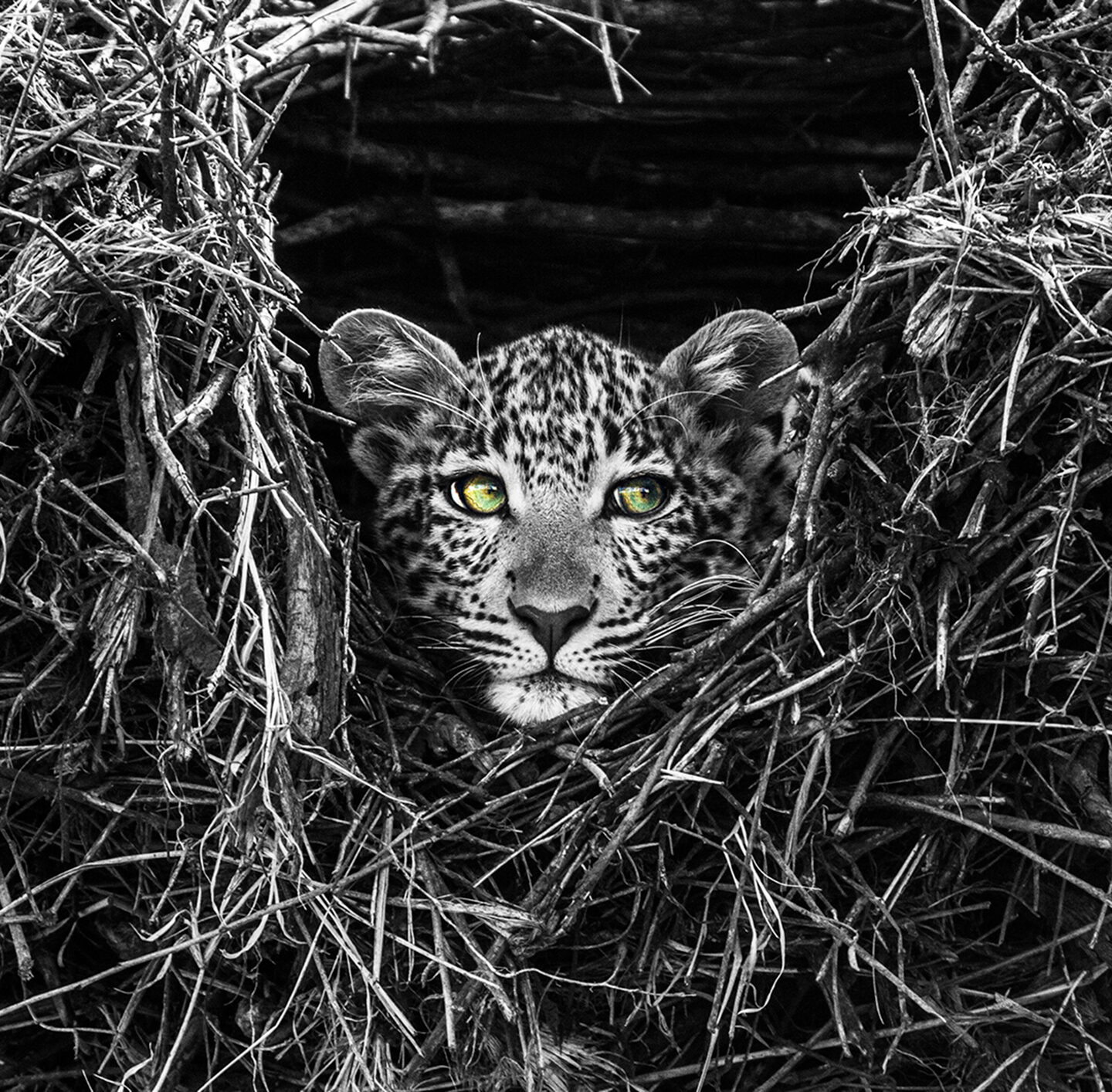 Schwarzweißaufnahme von dichtem Gras oder Schilf, aus dem eine Raubkatze blickt.