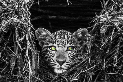 Meiser – Kenias leuchtende Welt