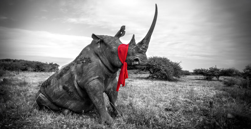 Schwarzweißaufnahme eines Nashorns in der Savanne, mit einem roten Tuch oder Farbakzent am Horn.