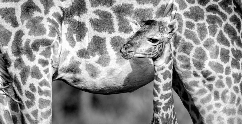 Schwarzweißaufnahme einer Muttergiraffe samt Kalb.