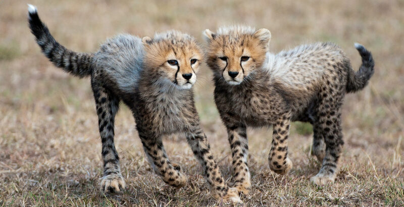 Zwei junge Geparden.
