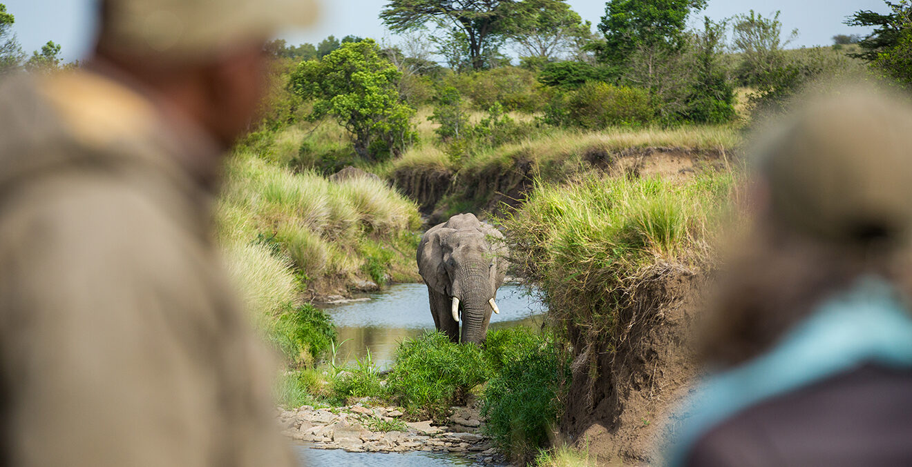 Zwei Menschen blicken auf einen Elefanten, der auf sie zukommt.