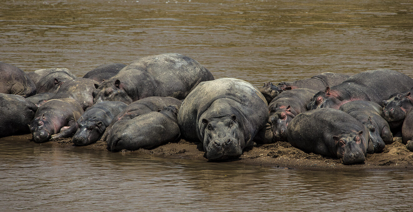 Nilpferde liegen auf der Sandbank eines Flusses.