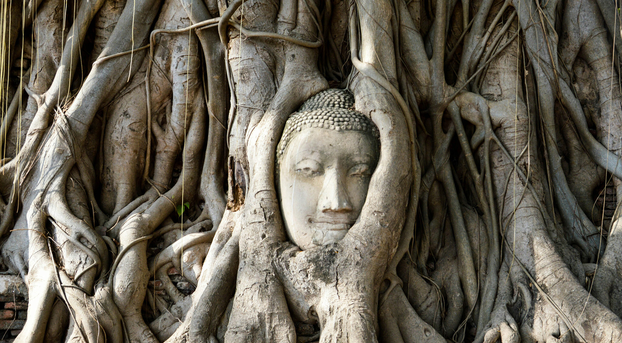 Steinerne Buddhafigur, umgeben von dicken Baumwurzeln, die sich um die Statue winden.