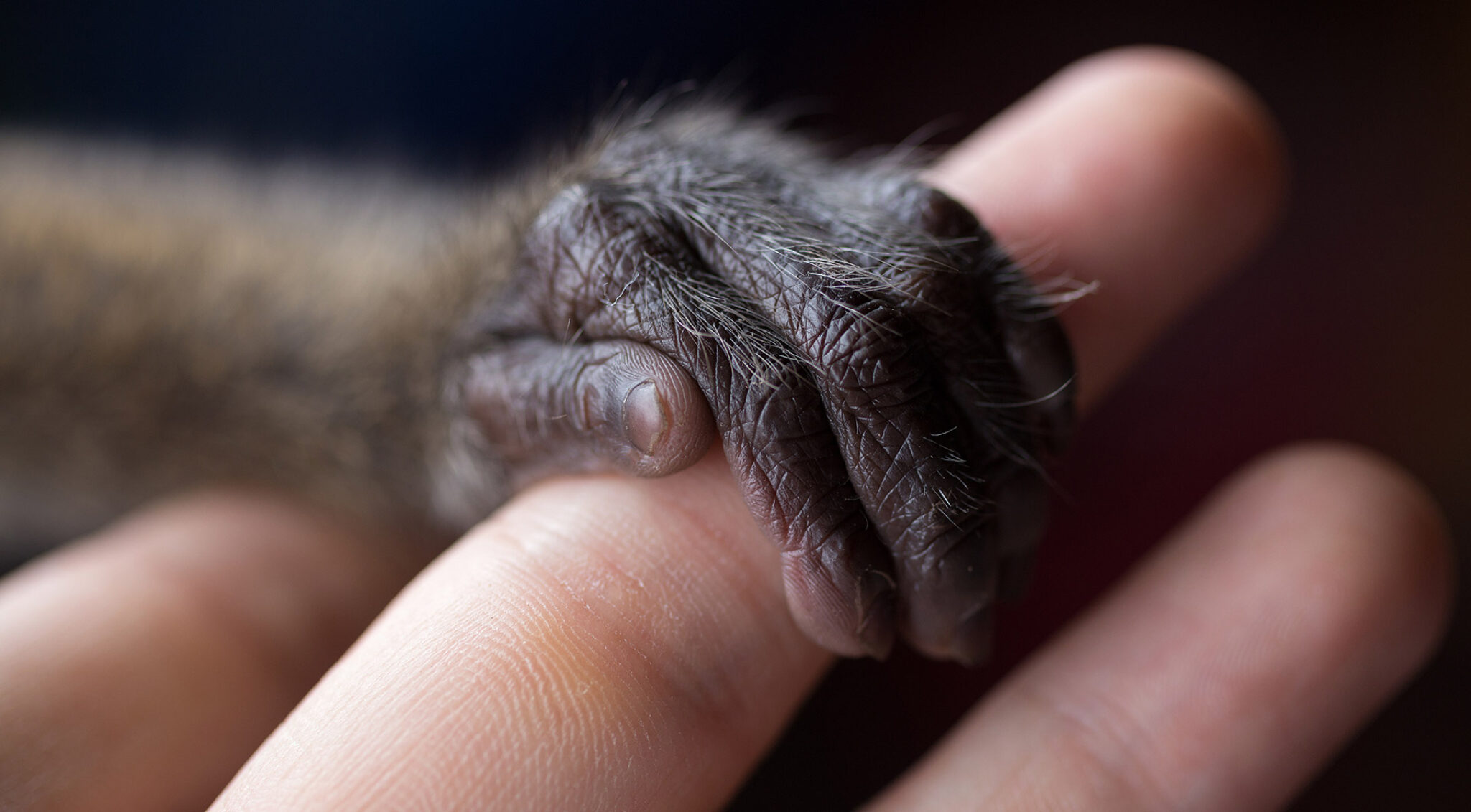 Nahaufnahme einer dunklen Tierpfote, die auf einem menschlichen Finger liegt.