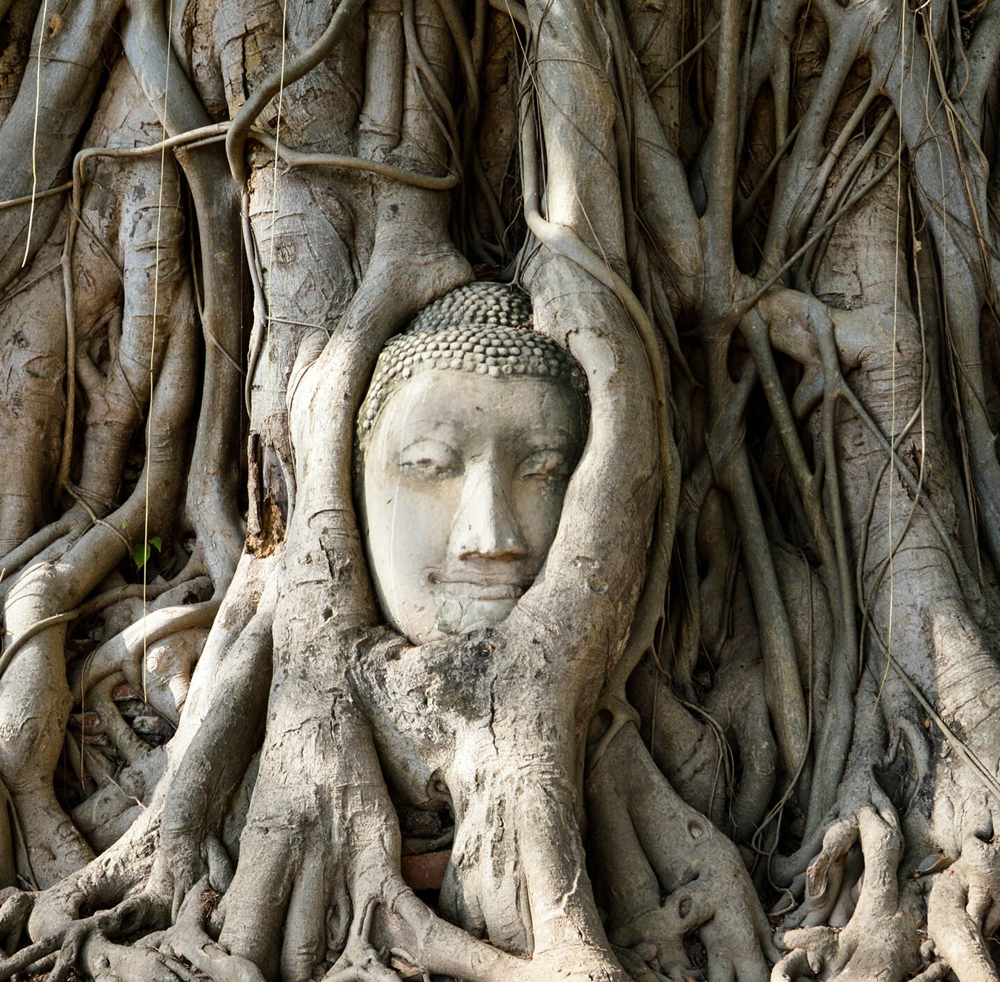 Steinerne Buddhafigur, umgeben von dicken Baumwurzeln, die sich um die Statue winden.