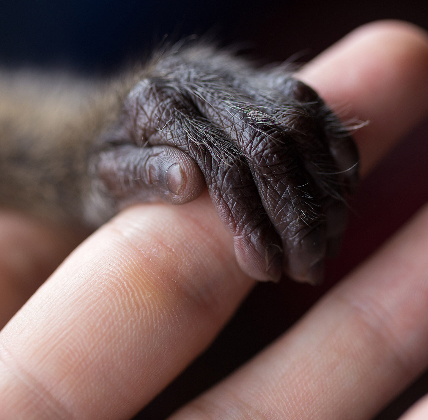 Nahaufnahme einer dunklen Tierpfote, die auf einem menschlichen Finger liegt.