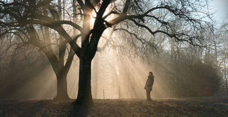 Großer Baum mit ausladenden Ästen, durch die Sonnenstrahlen in eine neblige Landschaft fallen; eine Person steht vor dem Baum.