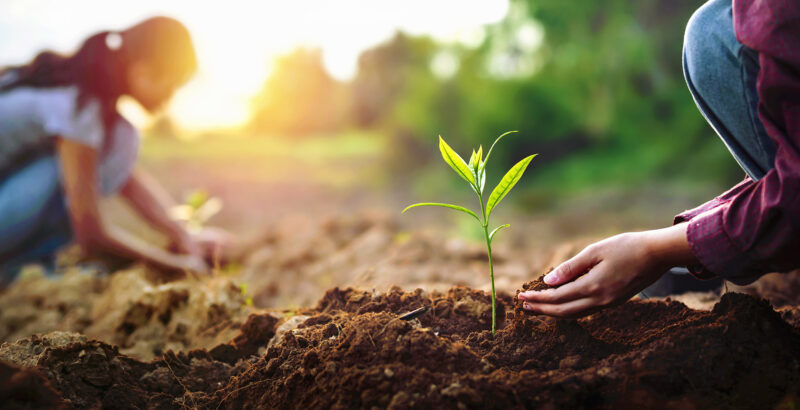 Zwei Personen knien auf dem Boden und betrachten kleine grüne Keimlinge zwischen ihren Händen.