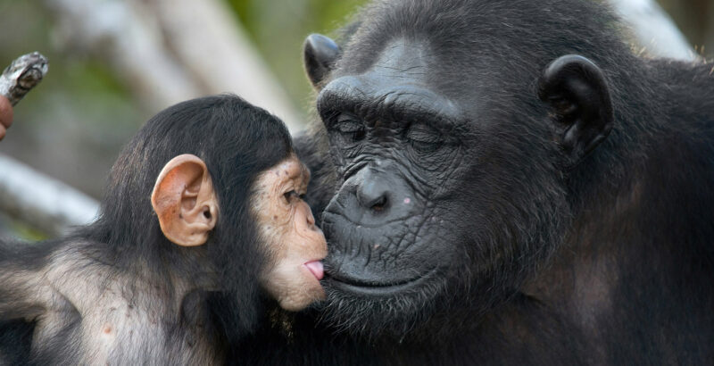 Junger Schimpanse berührt mit Mund und Gesicht das Gesicht eines erwachsenen Schimpansen.