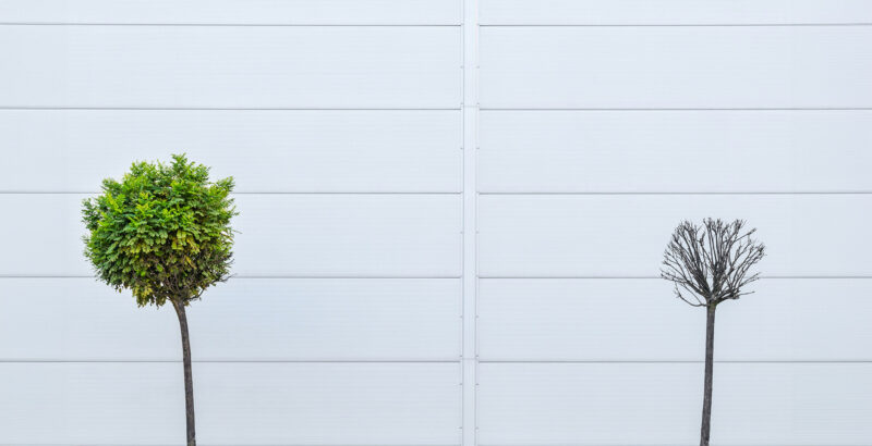 Zwei Bäume vor einer weißen Wand aus einzelnen Holzbrettern. Der linke Baum hat eine grüne Krone voller Blätter, der rechte Baum ist kleiner, ohne Laub.