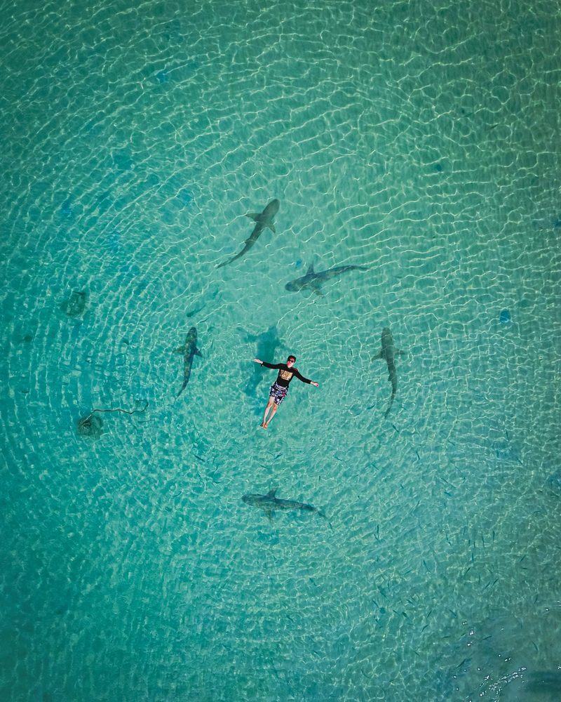 Schwimmer im türkisfarbenen Meer umgeben von mehreren Haien aus der Vogelperspektive